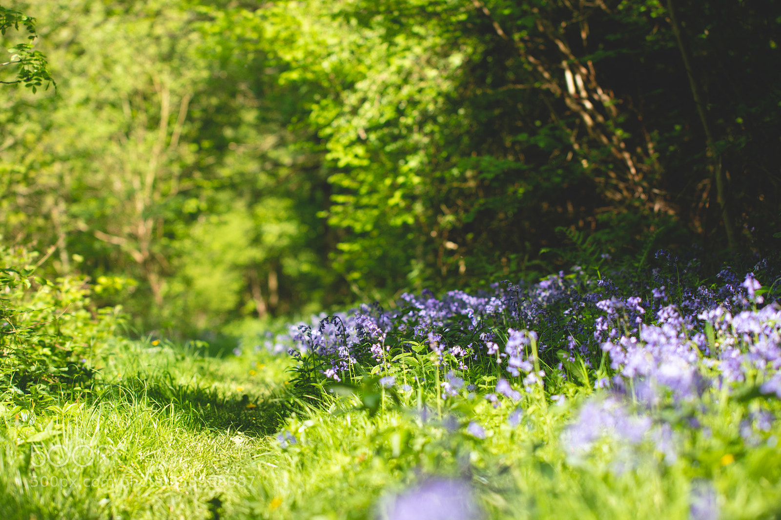 Canon EOS 70D sample photo. Bluebell ride photography