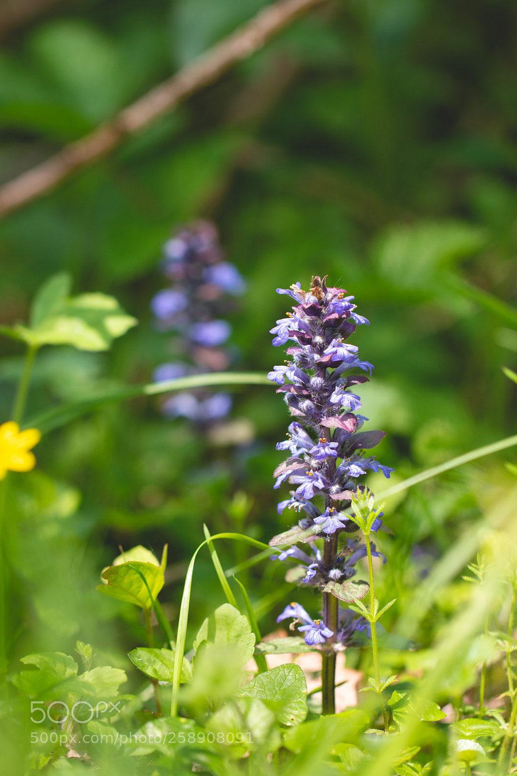 Canon EOS 70D sample photo. Woodland bugle photography