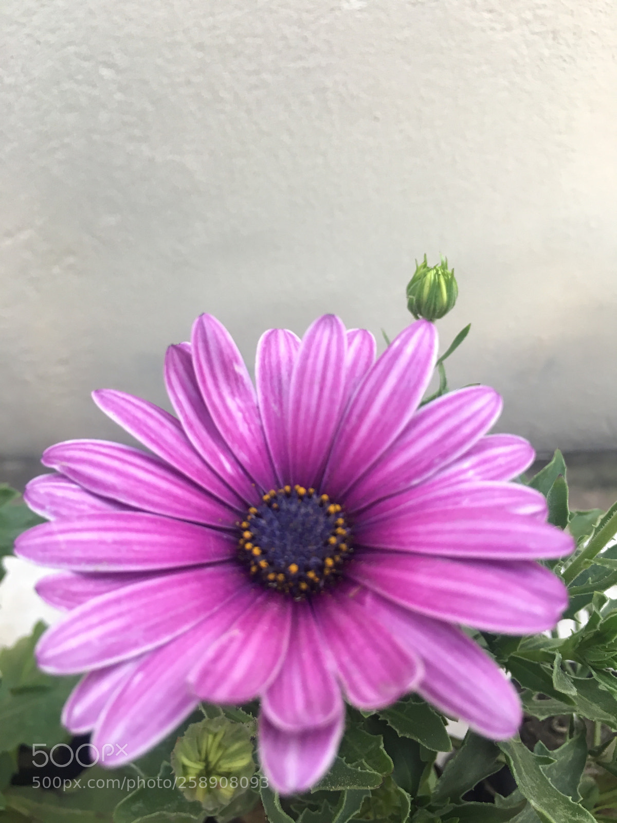 Apple iPhone 6s sample photo. Untitled photography