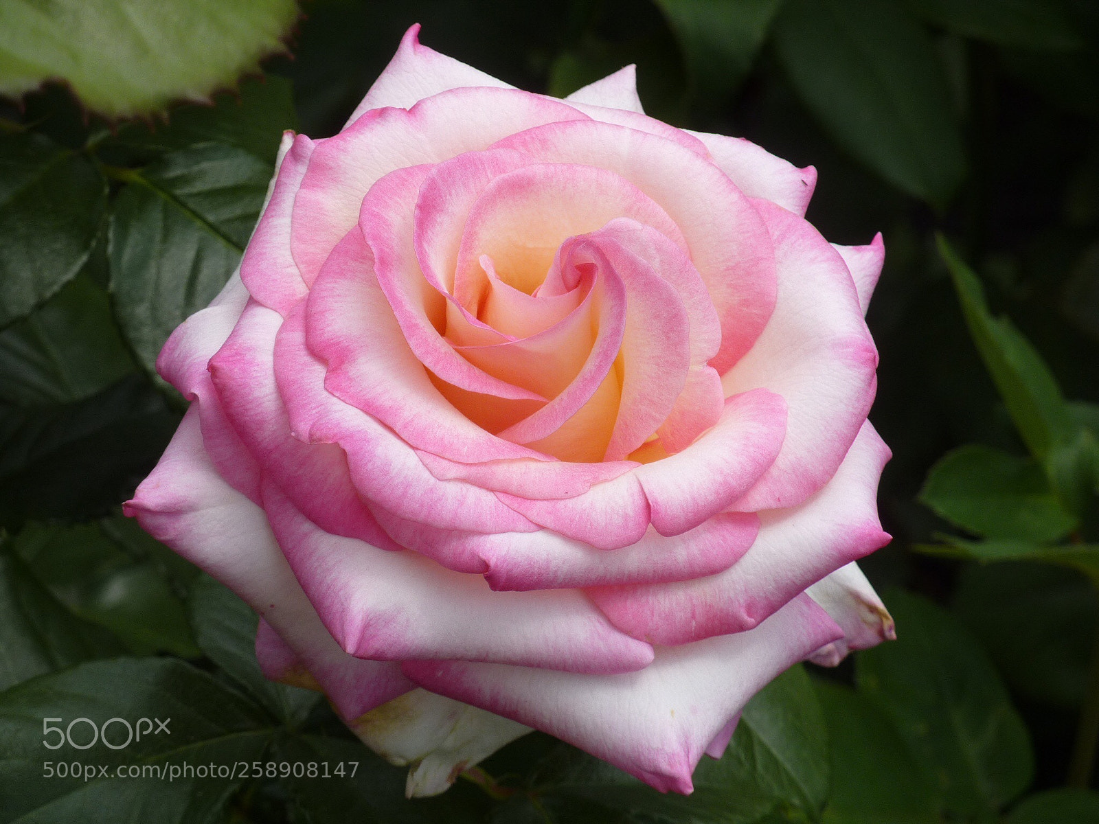 Panasonic DMC-TZ7 sample photo. Roses  photography