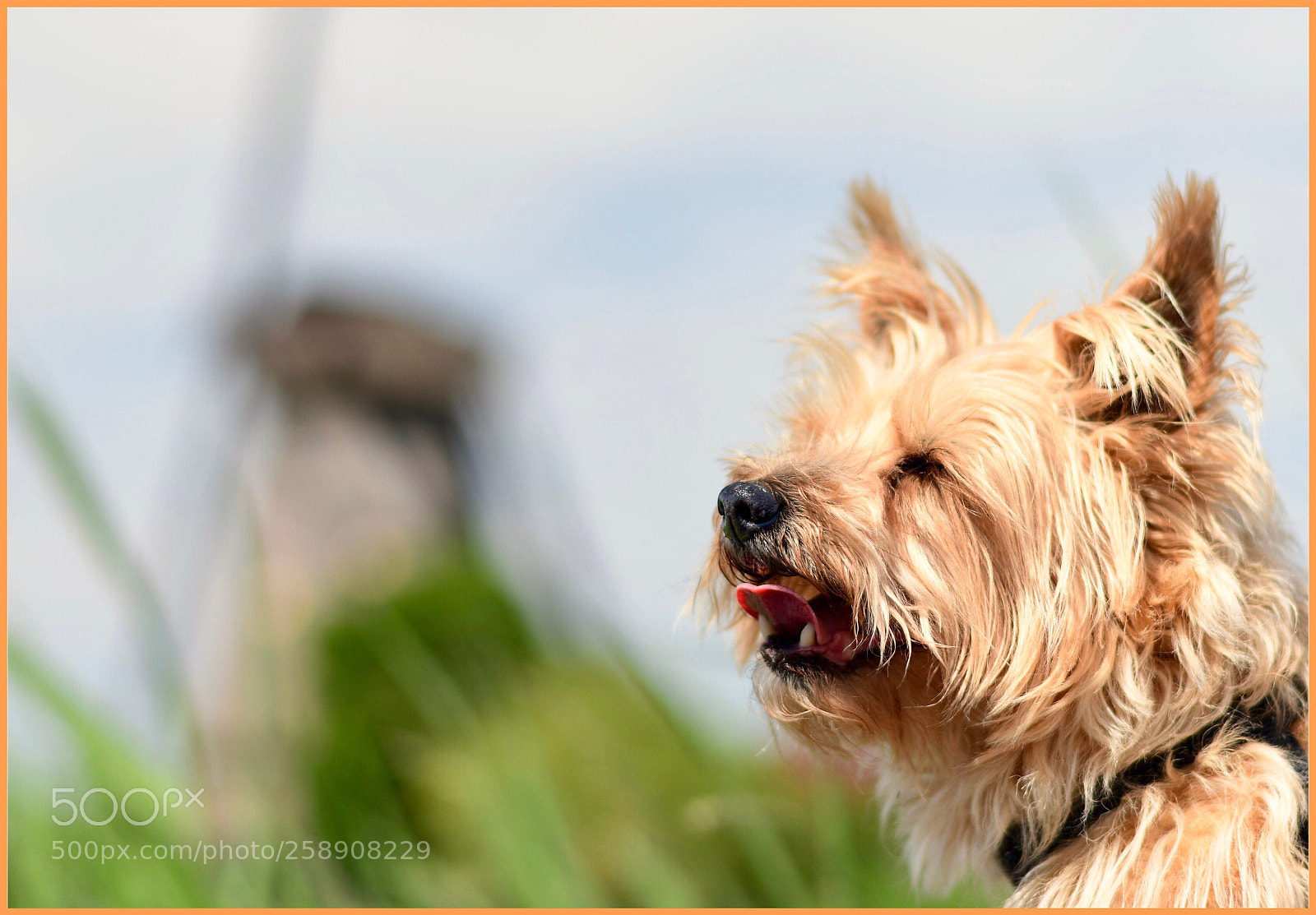 Nikon D850 sample photo. Mazzel visiting the mills photography