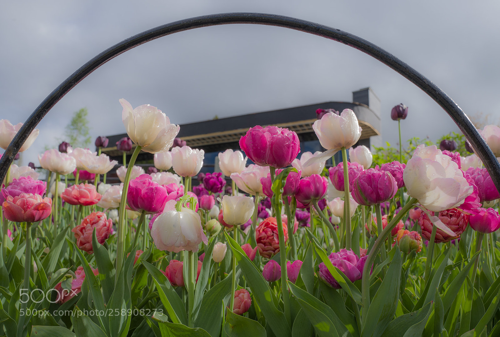 Leica Q (Typ 116) sample photo. Tulip garden photography