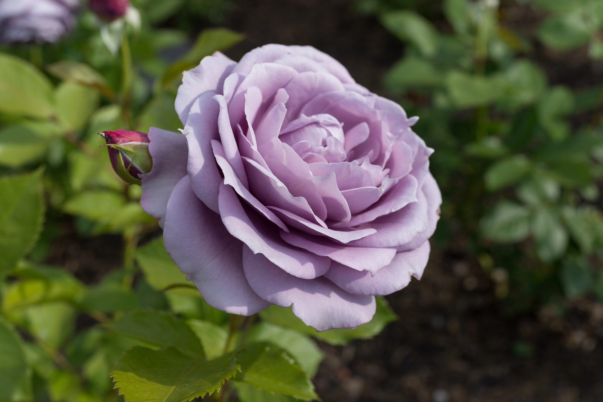 Sony Cyber-shot DSC-RX1R sample photo. Purple rose photography