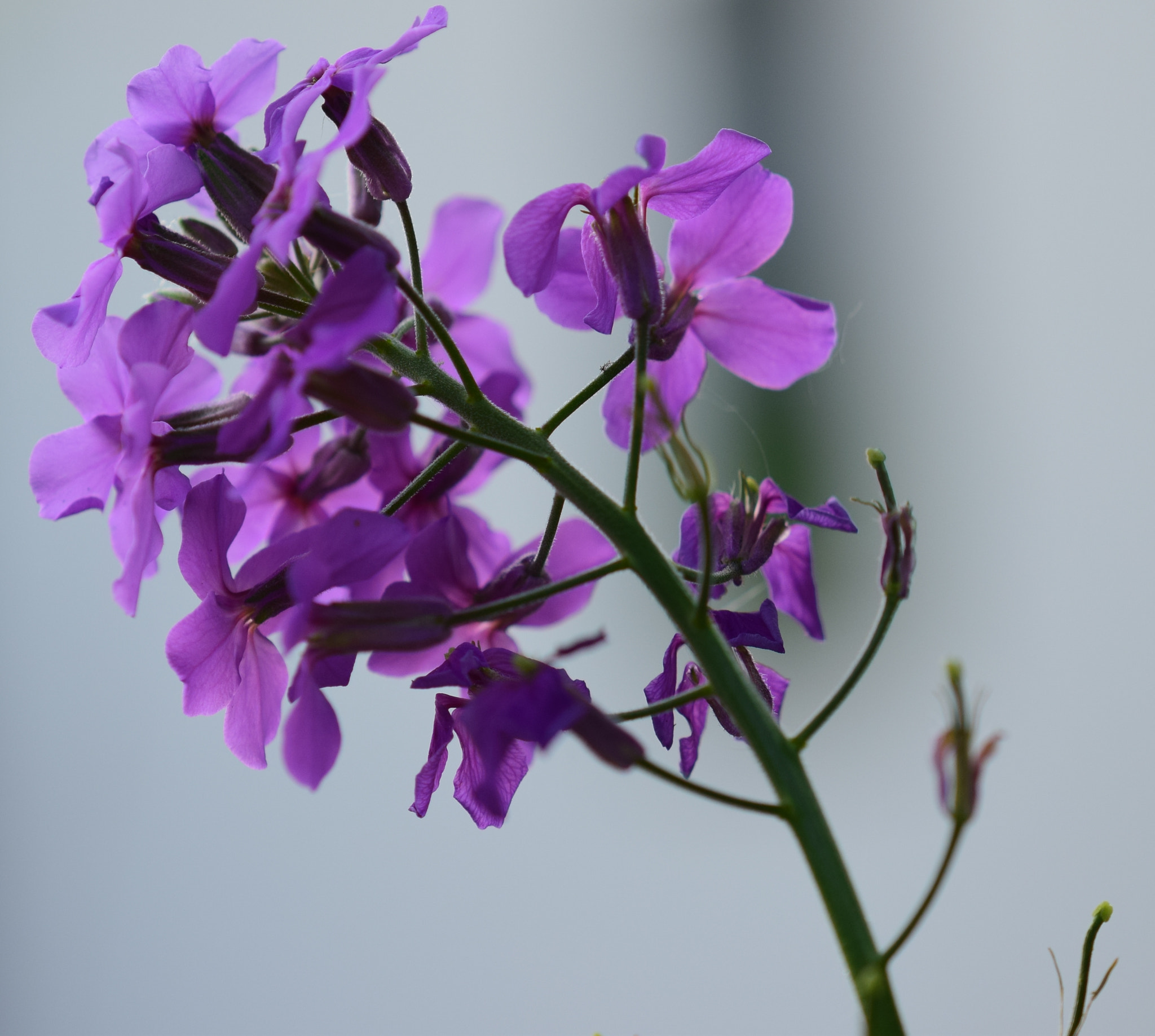 Nikon AF-S DX Micro-Nikkor 85mm F3.5G ED VR sample photo. Details photography