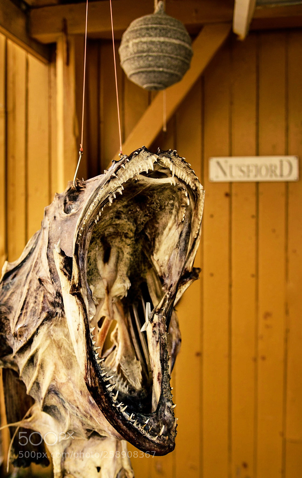 Canon EOS 80D sample photo. Dead fish... photography