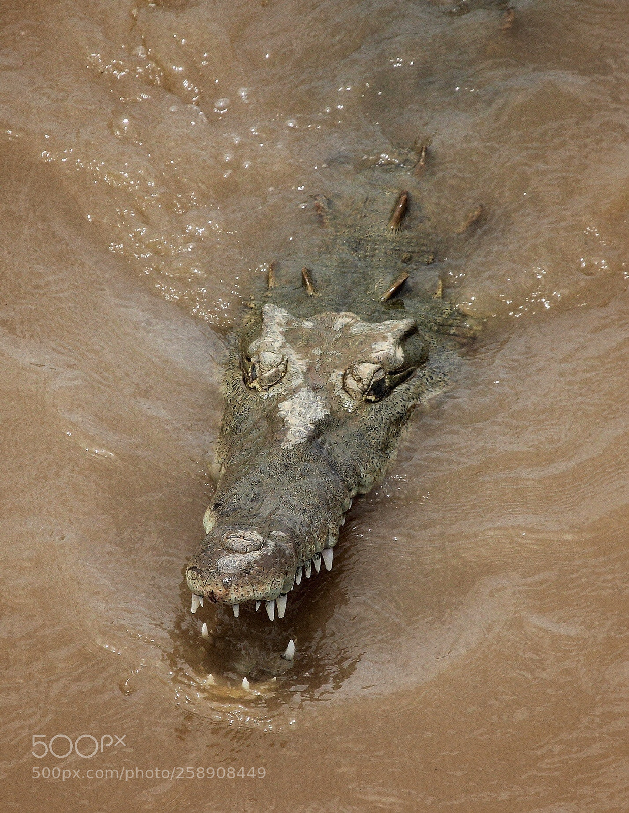 Canon EOS 600D (Rebel EOS T3i / EOS Kiss X5) sample photo. Cocodrilo americano crocodilus acutus photography