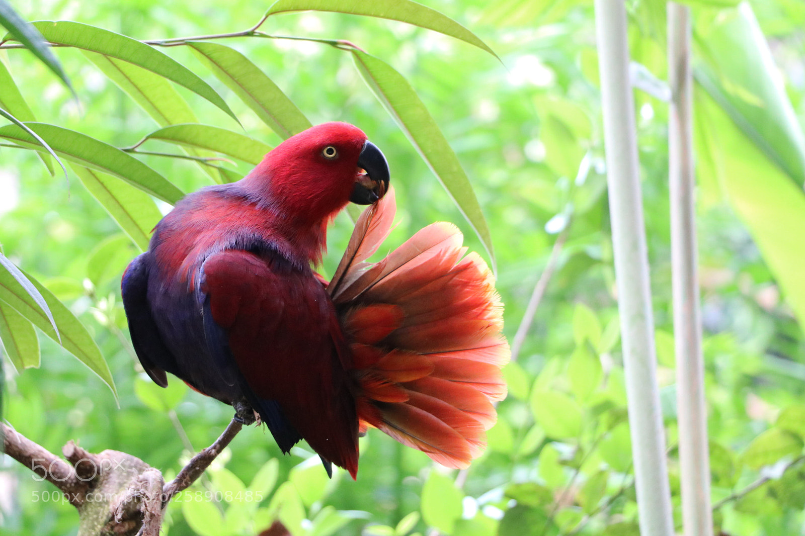 Canon EOS 80D sample photo. Bird photography