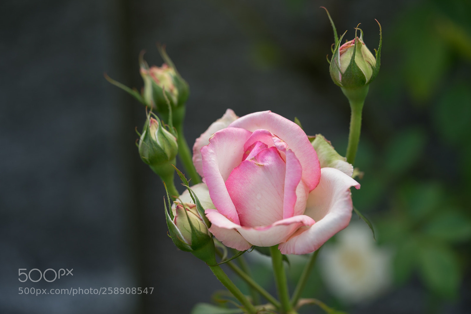 Sony a7R sample photo. Roses photography