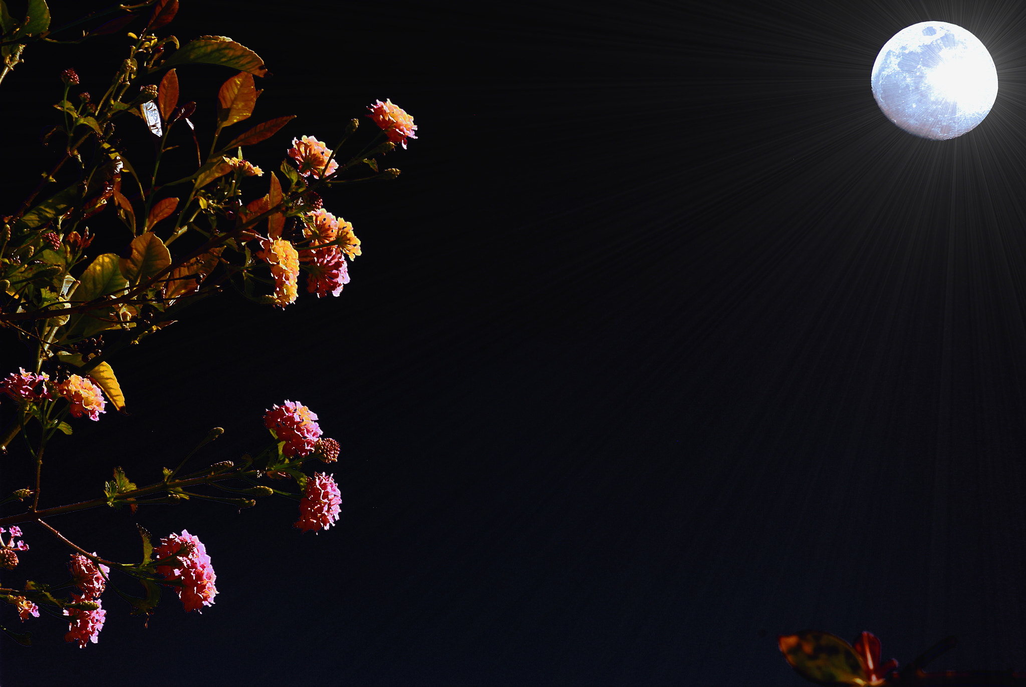 Canon EOS 550D (EOS Rebel T2i / EOS Kiss X4) sample photo. Moonlight and flowers photography