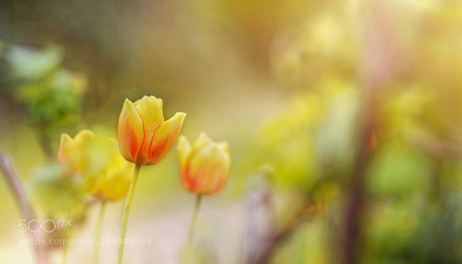 Sony a7R II sample photo. Noch einmal tulpe ... photography