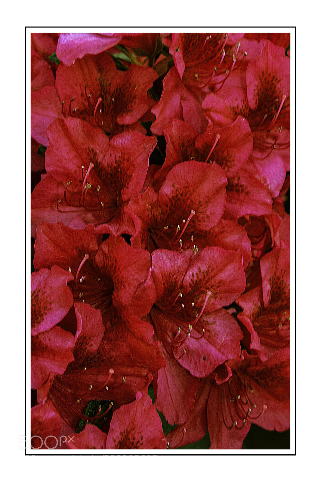 Nikon D7100 sample photo. Azalea  photography