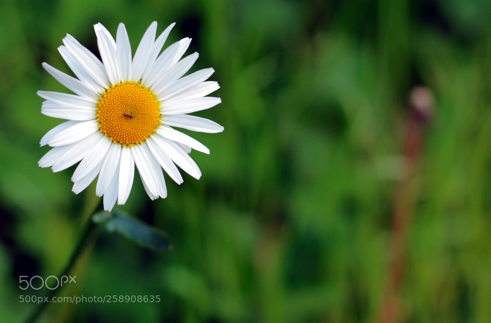 Canon EOS 550D (EOS Rebel T2i / EOS Kiss X4) sample photo. Un peu, beaucoup, passionn photography