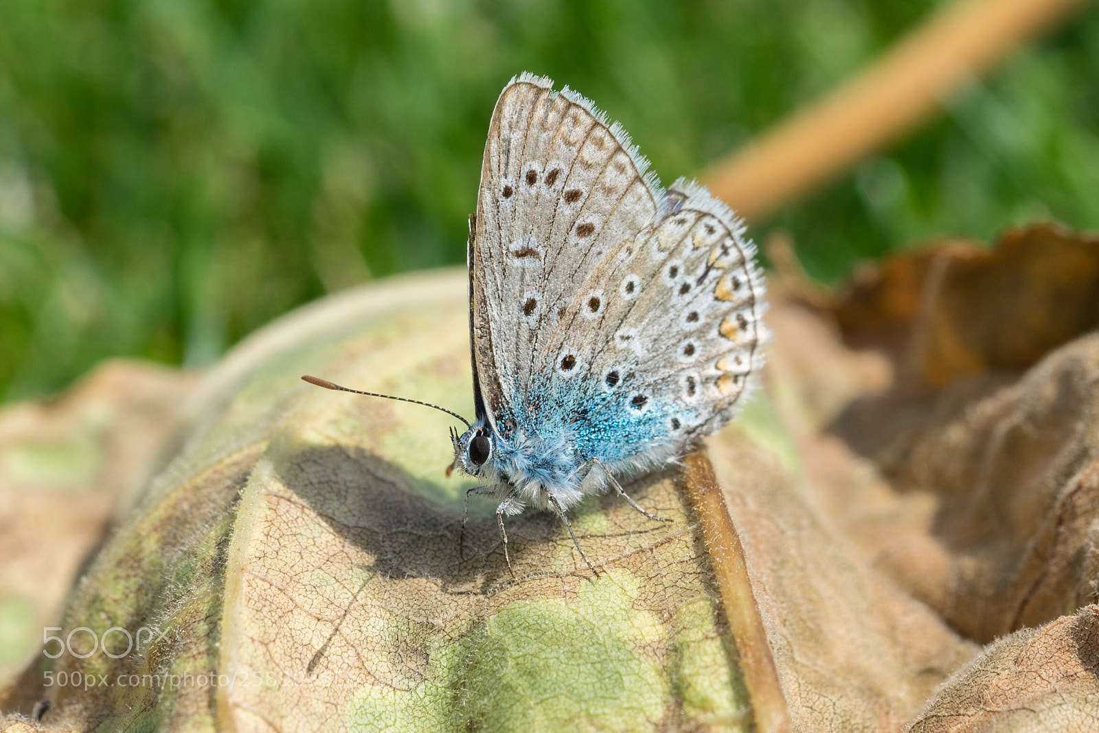 Sony a7R sample photo. Butterfly photography