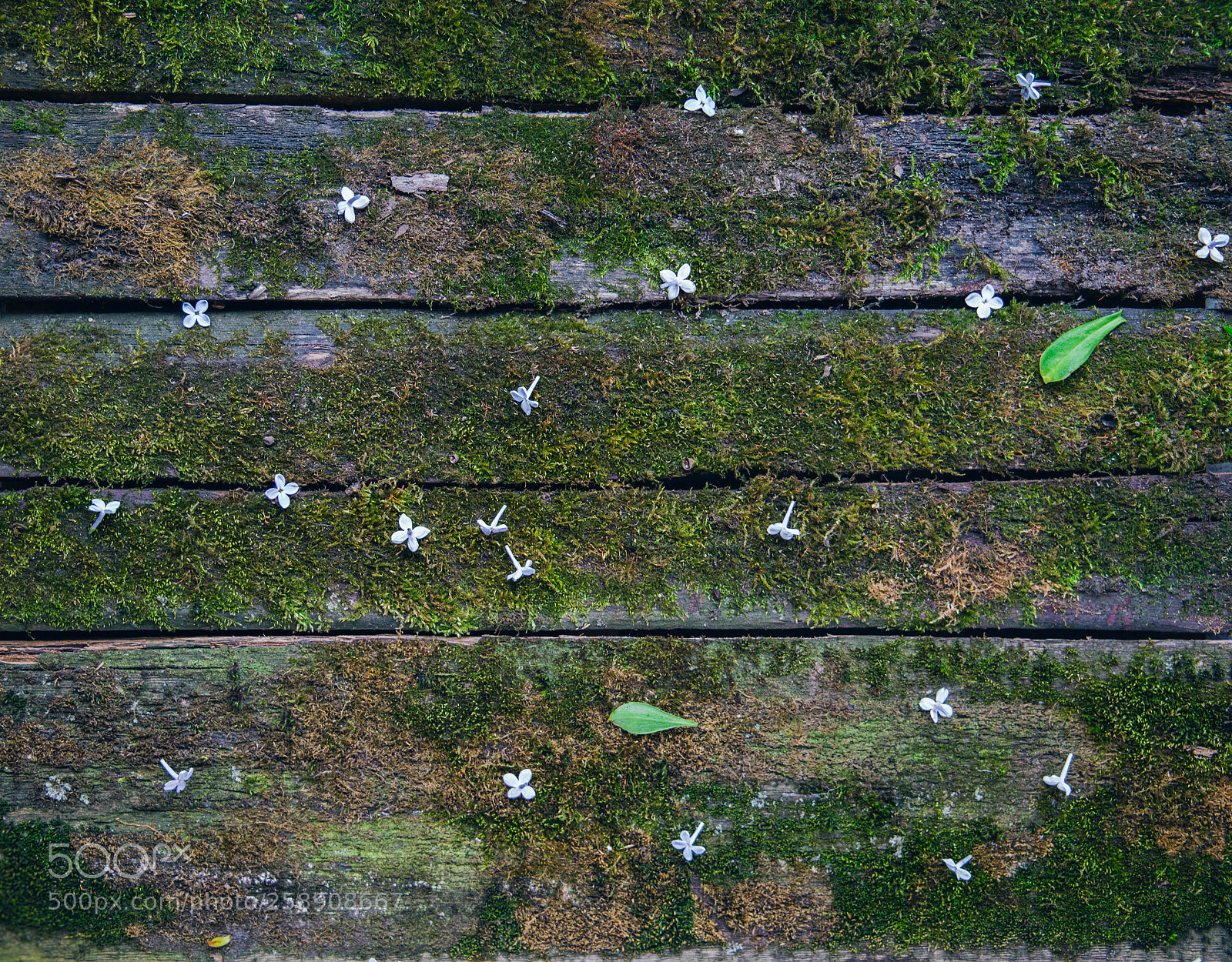 Canon EOS 6D sample photo. Old tree with moss photography