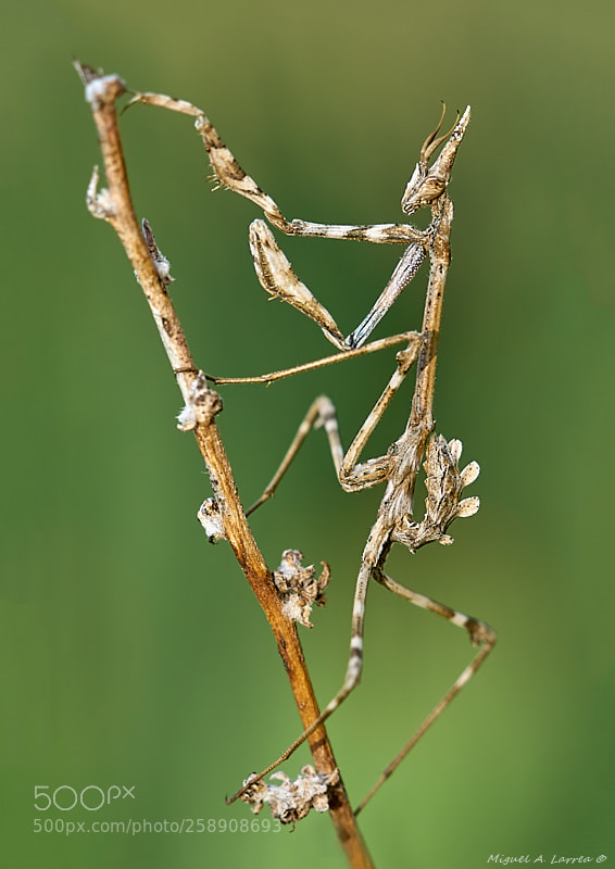 Sony ILCA-77M2 sample photo. Empusa photography