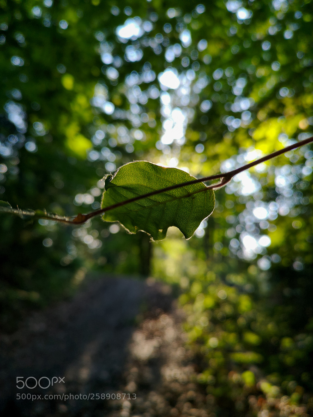 HUAWEI CLT-L29 sample photo. Untitled photography