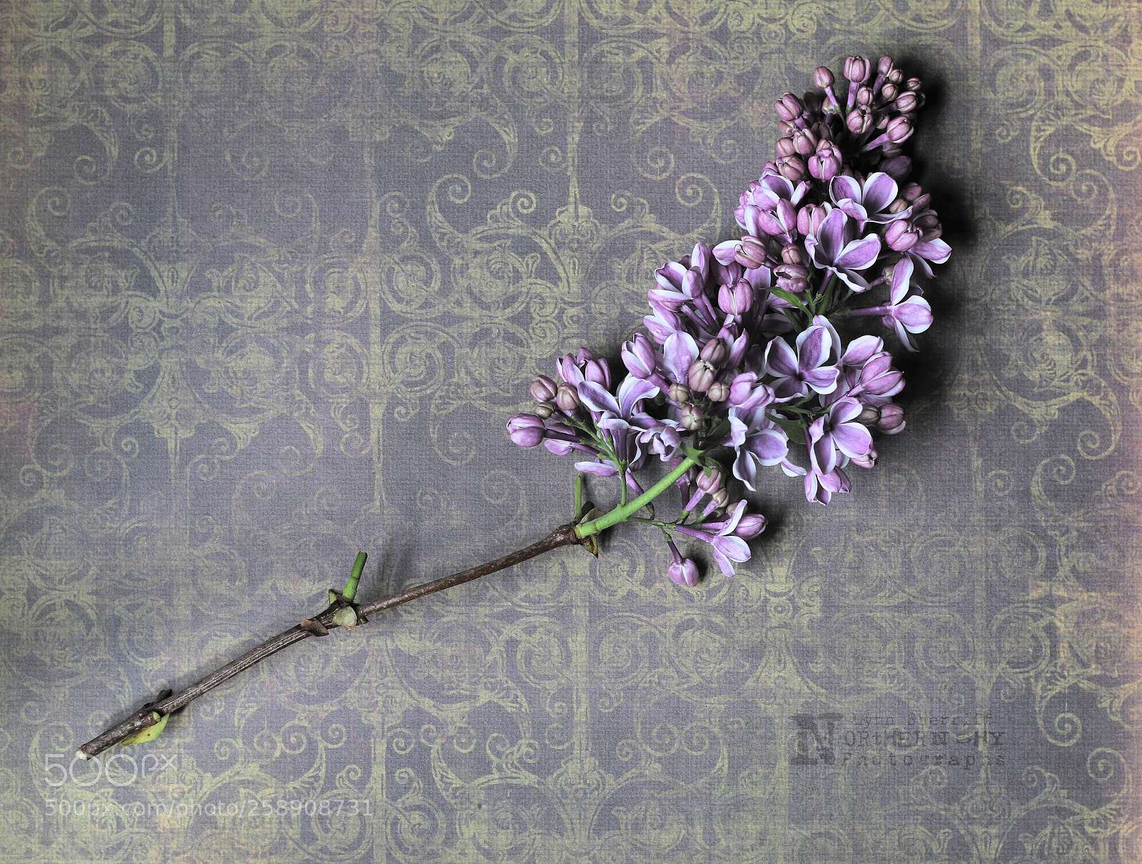 Canon EOS 70D sample photo. Colour me romantic photography
