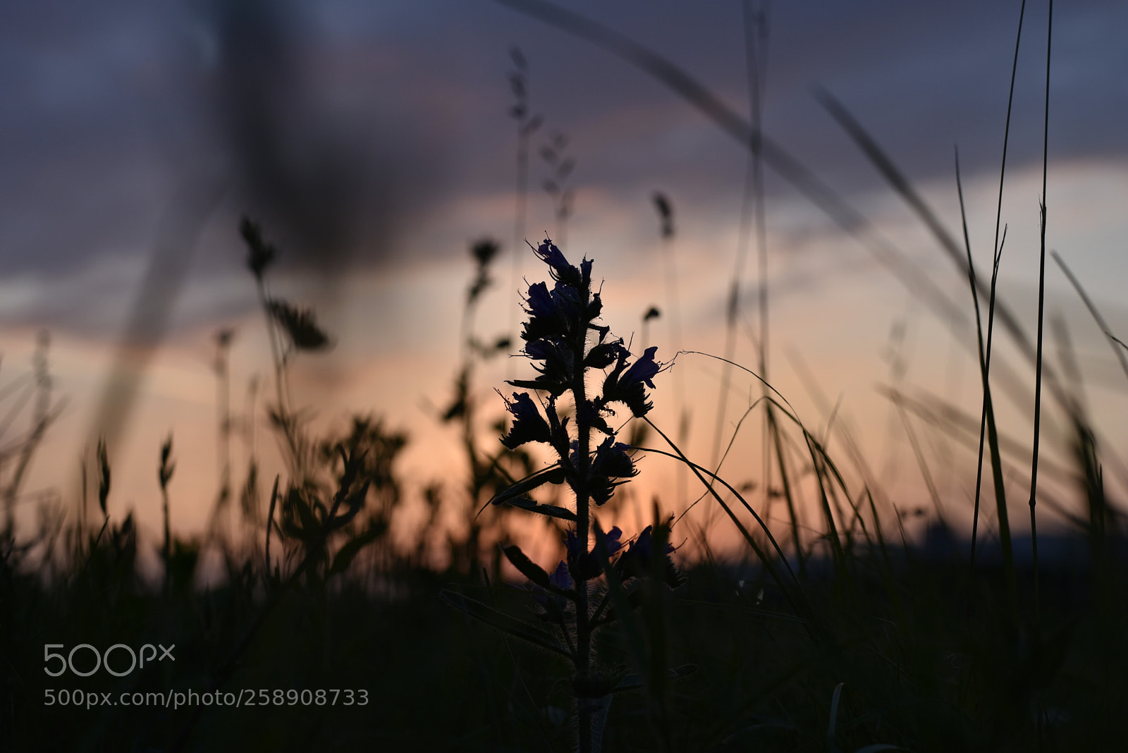 Nikon D750 + Nikon AF-S Nikkor 50mm F1.8G sample photo. Sunset grass photography