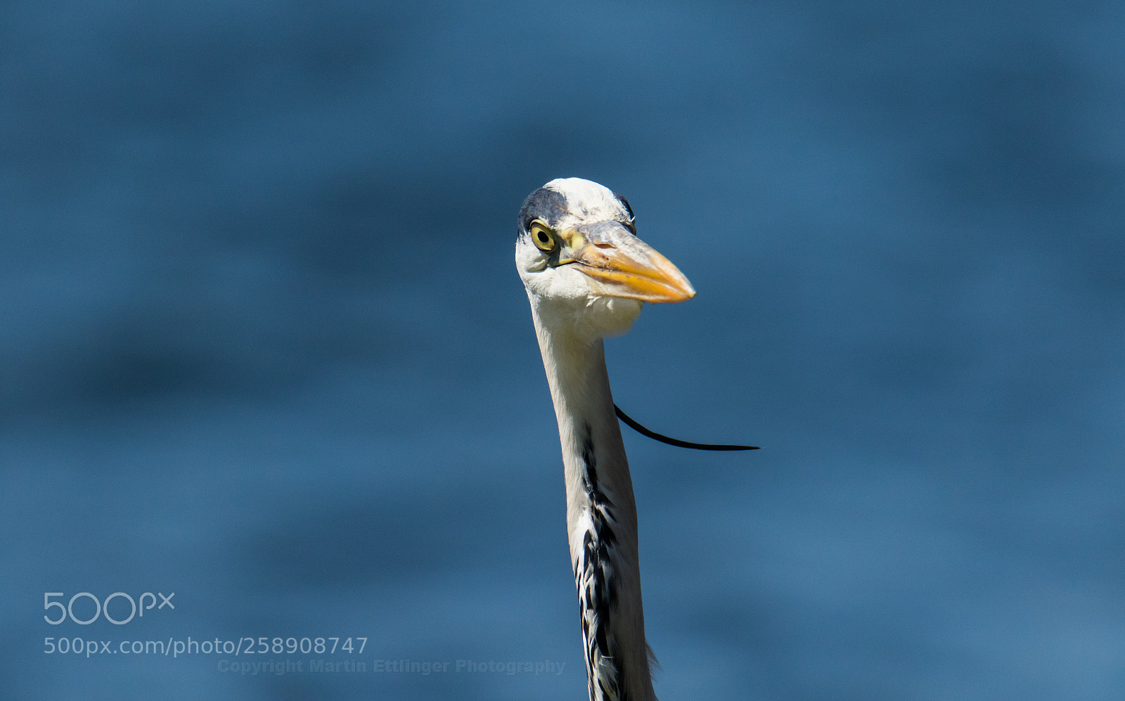Canon EOS 7D Mark II sample photo. Grey heron ardea cinerea photography