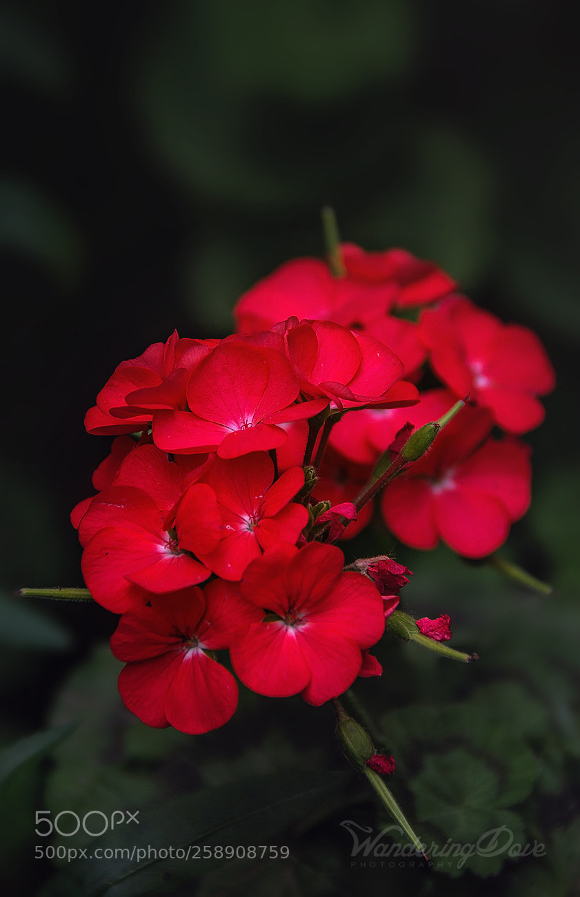 Nikon D3200 sample photo. Scarlet photography