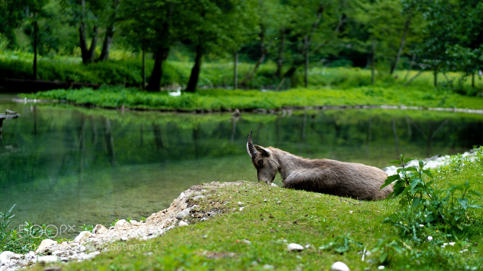 Sony a7 III sample photo. A little ibex at photography