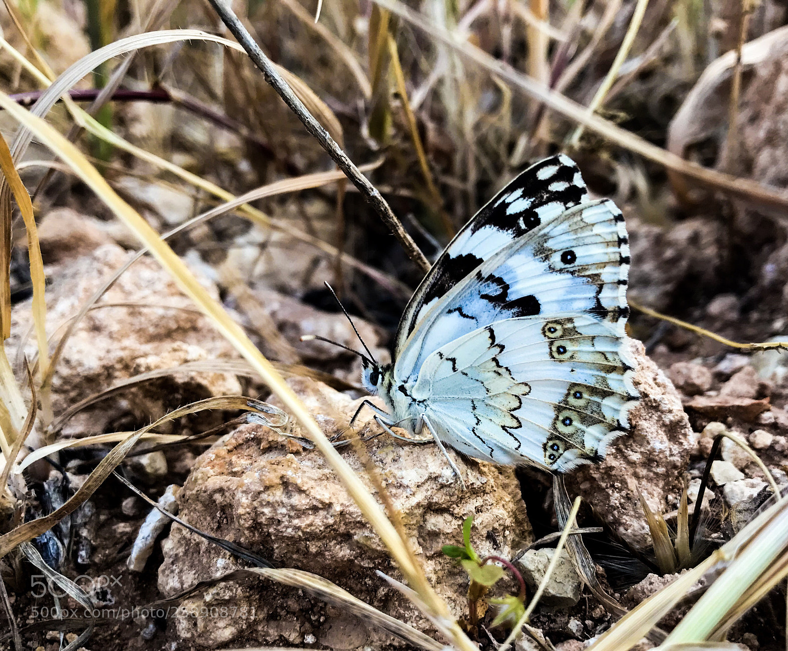 Apple iPhone 7 Plus sample photo. Butterfly  photography
