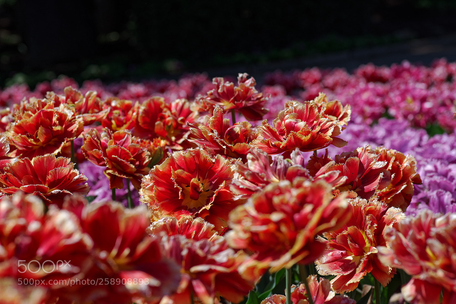 Pentax K-1 sample photo. Springtime... (3) photography