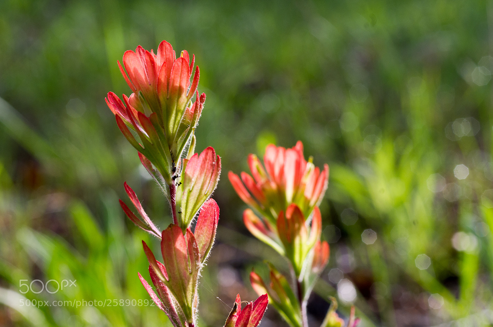 Pentax K-x sample photo. A splash of color photography