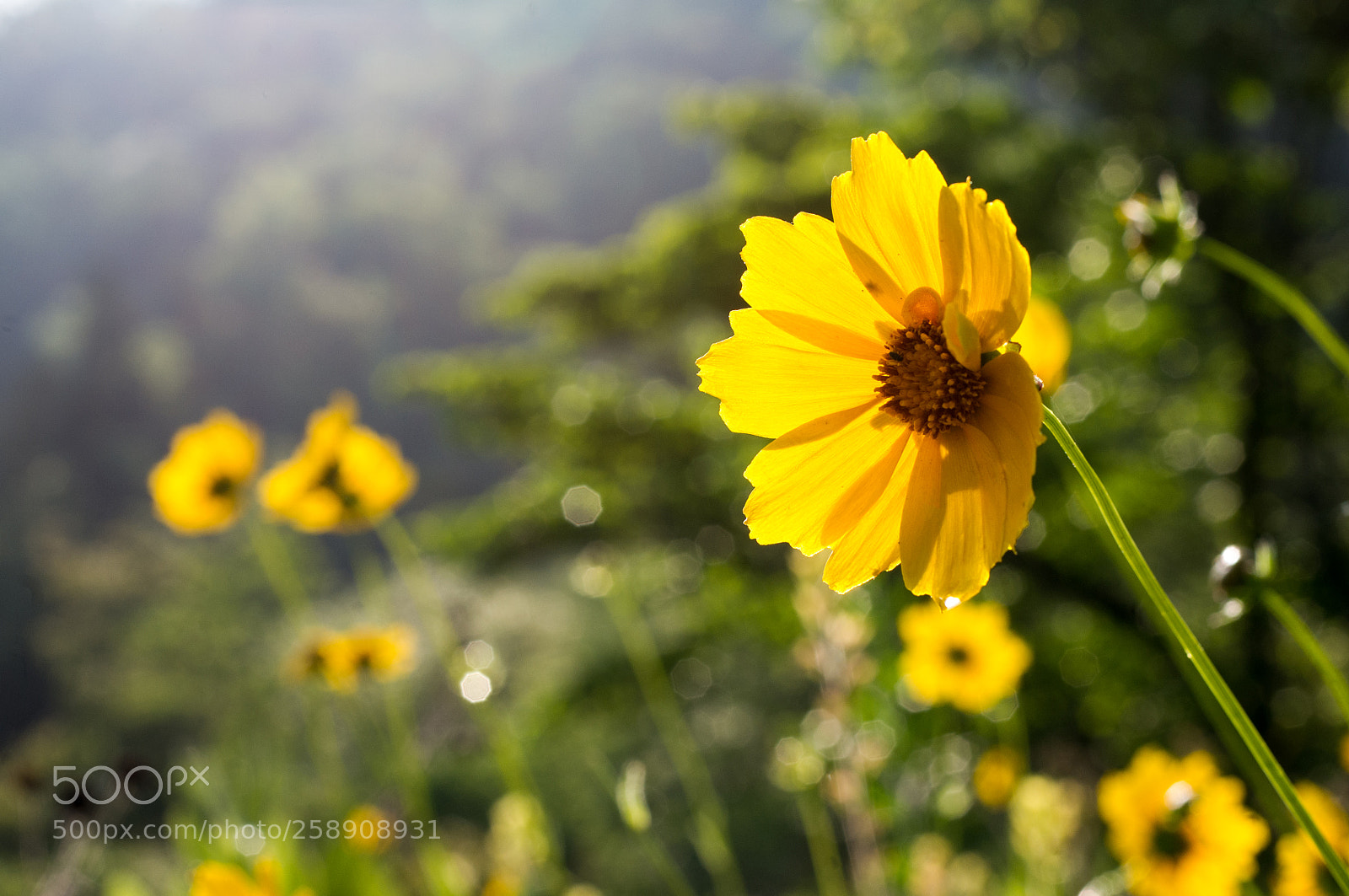 Pentax K-x sample photo. Good morning sun photography