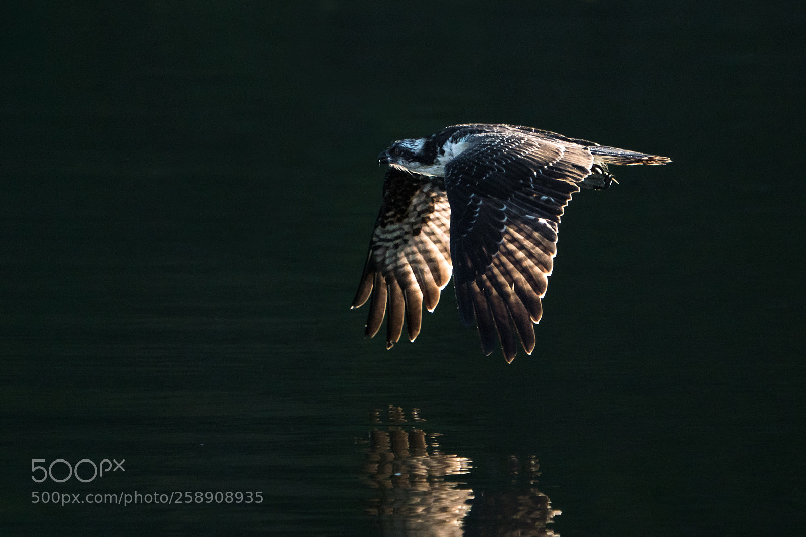 Sony a9 sample photo. Osprey in morning light photography