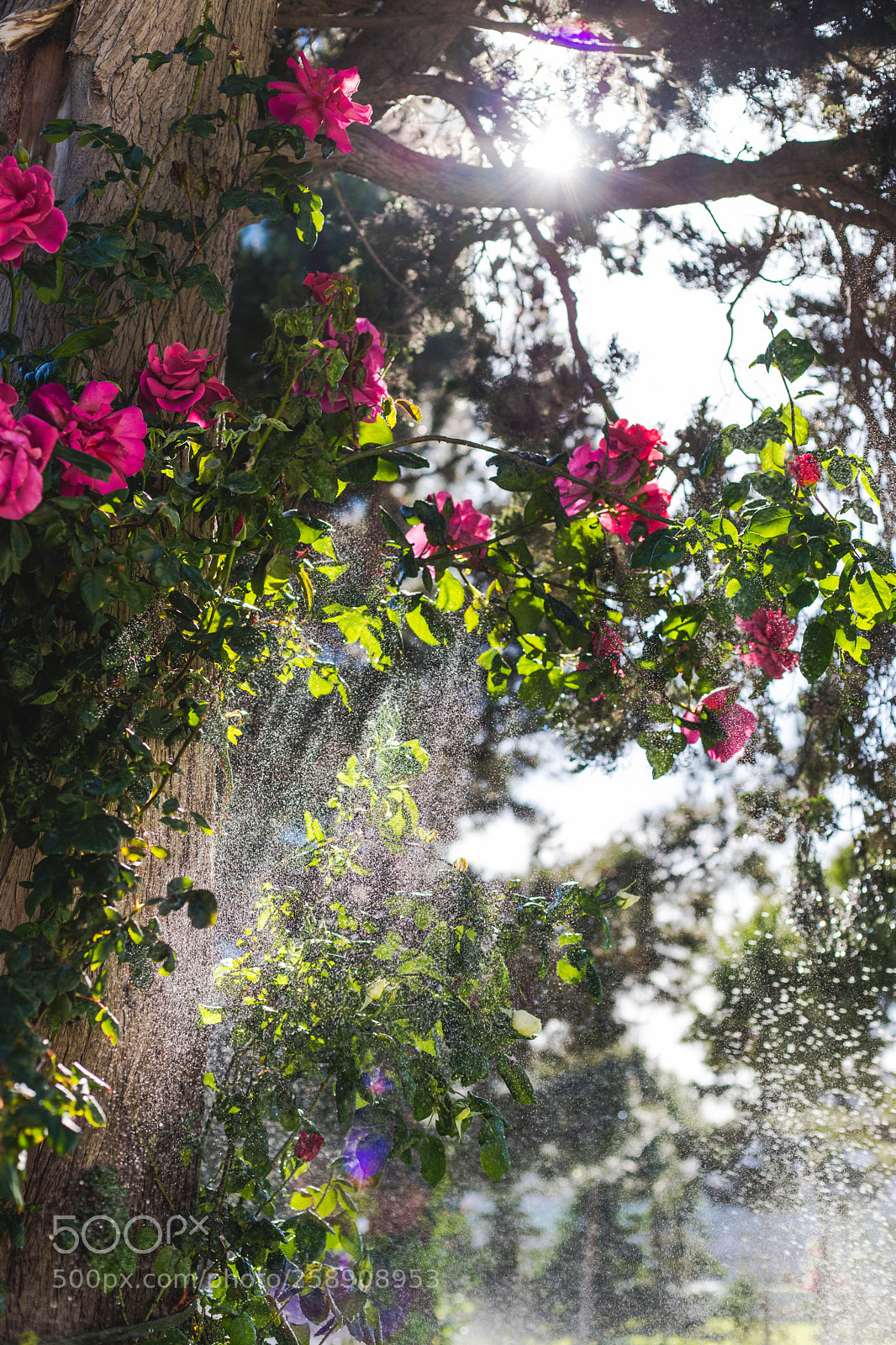 Canon EOS 6D Mark II sample photo. Roses photography