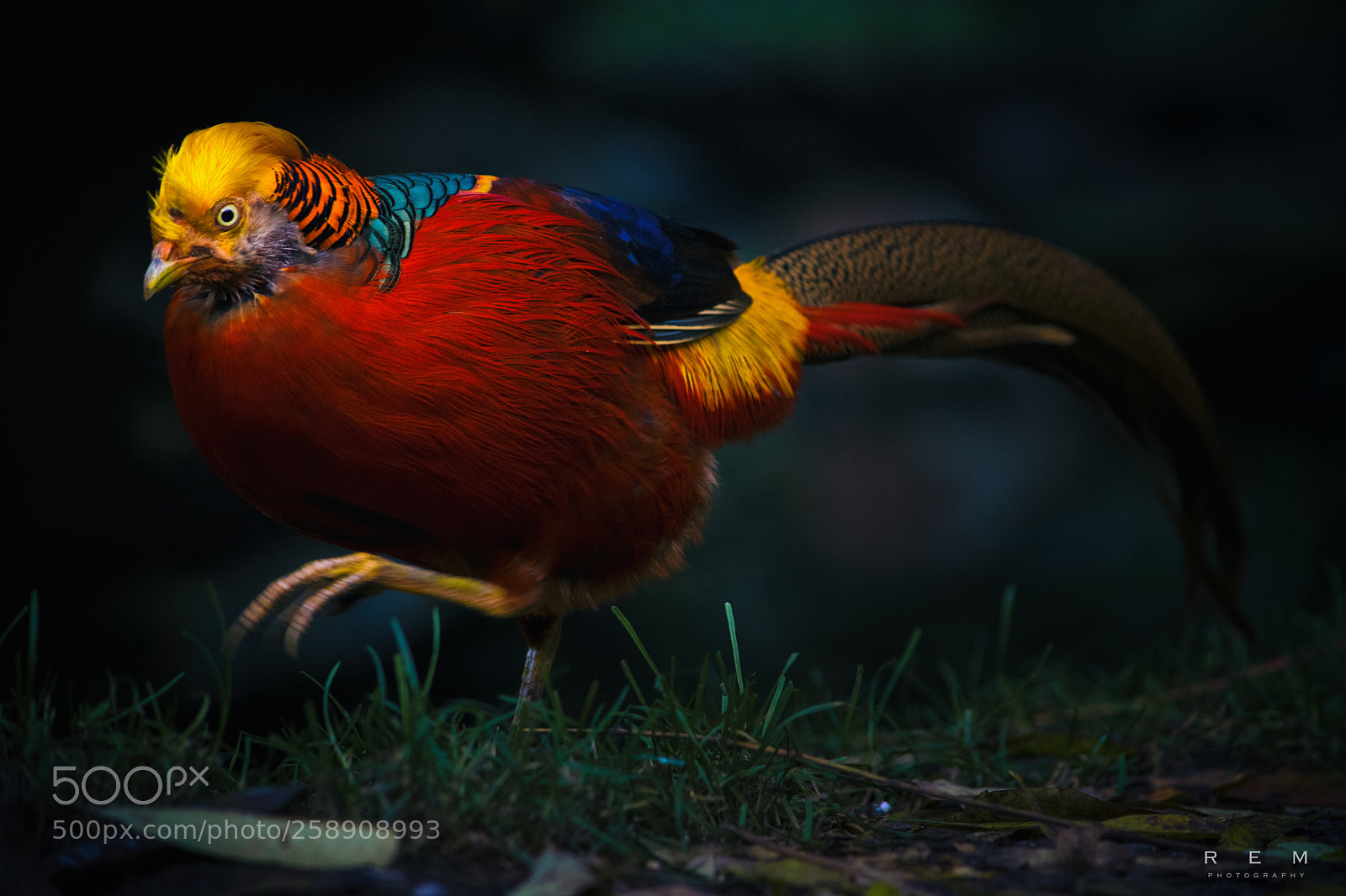 Nikon D5300 sample photo. Rainbow chicken photography