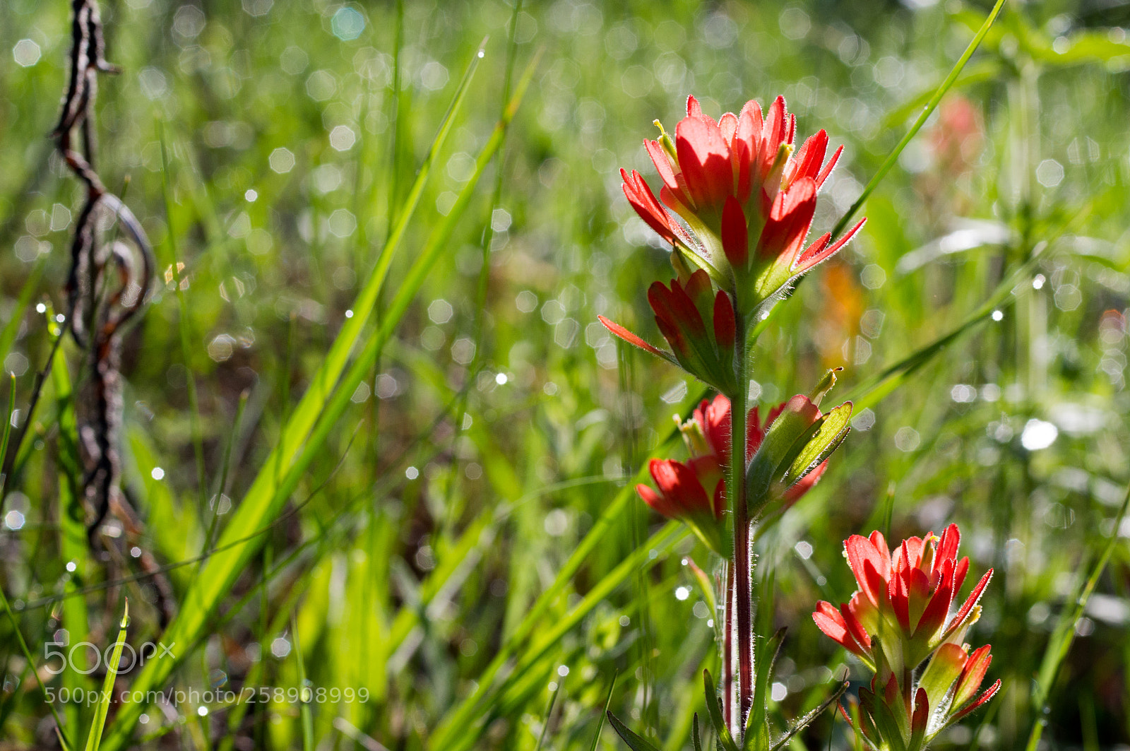 Pentax K-x sample photo. Indian painbrush wildflower photography