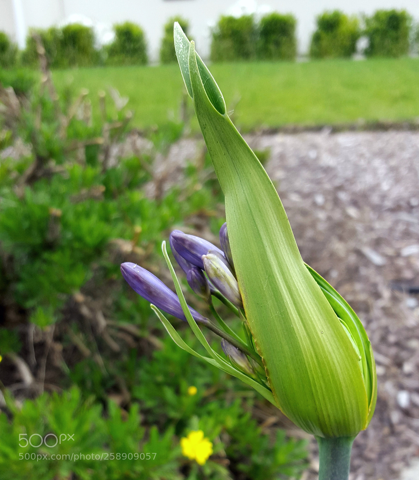 Samsung Galaxy S6 sample photo. Blooming photography