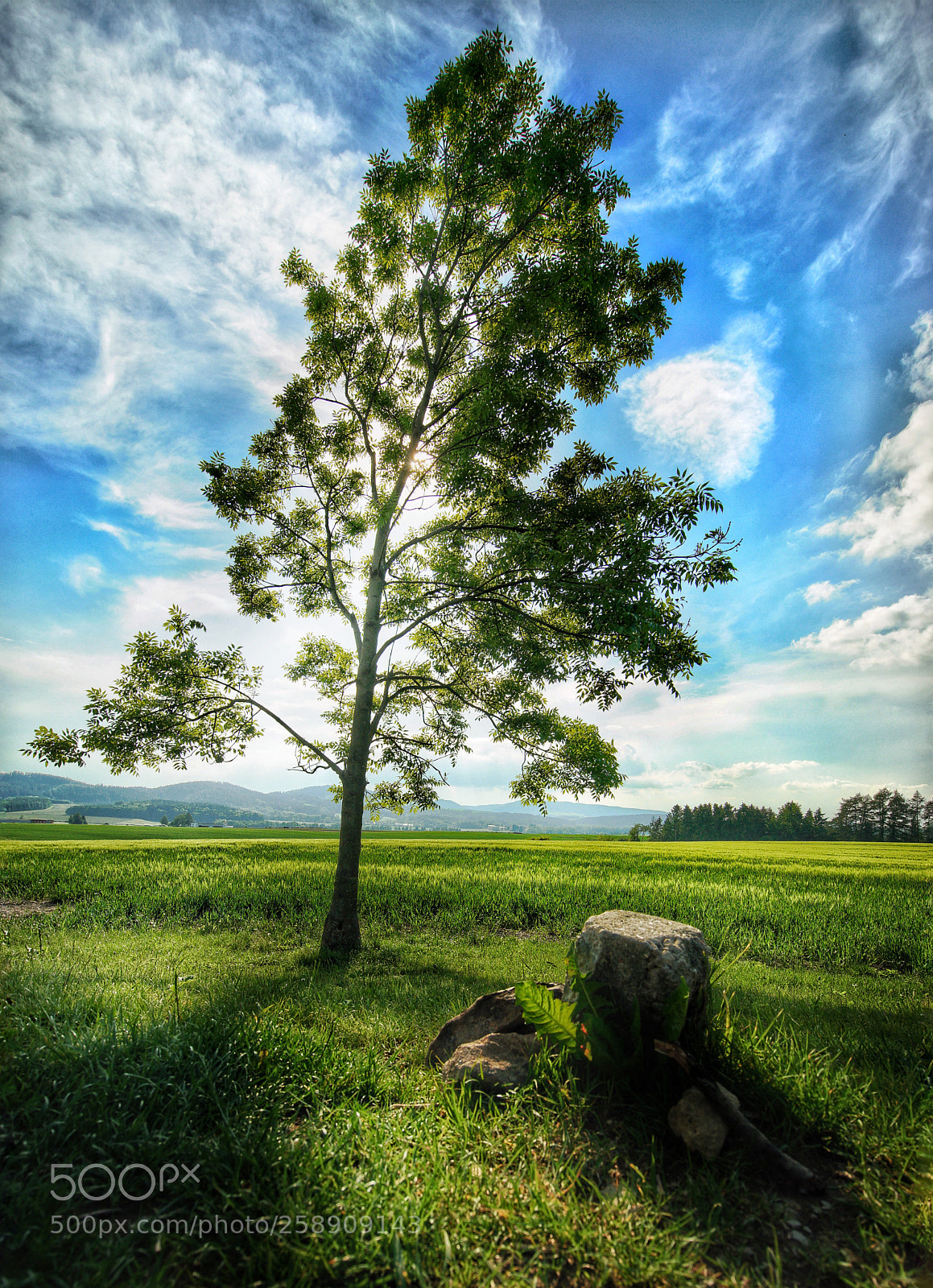 Sony a7 II sample photo. Spring day photography