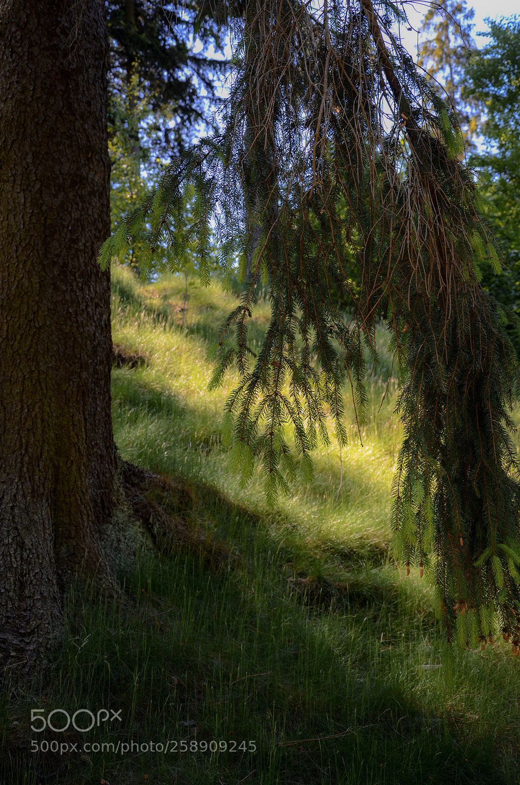 Nikon D7000 sample photo. Forest in harz  photography