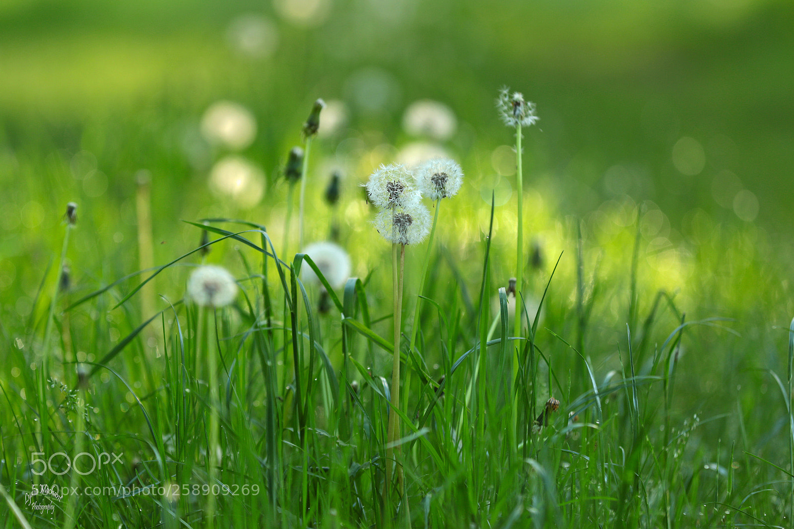 Canon EOS 7D Mark II sample photo. Dandelion wish photography