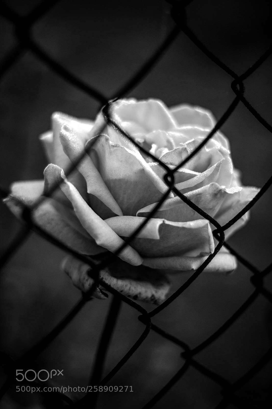 Canon EOS 600D (Rebel EOS T3i / EOS Kiss X5) sample photo. Forbidden photography