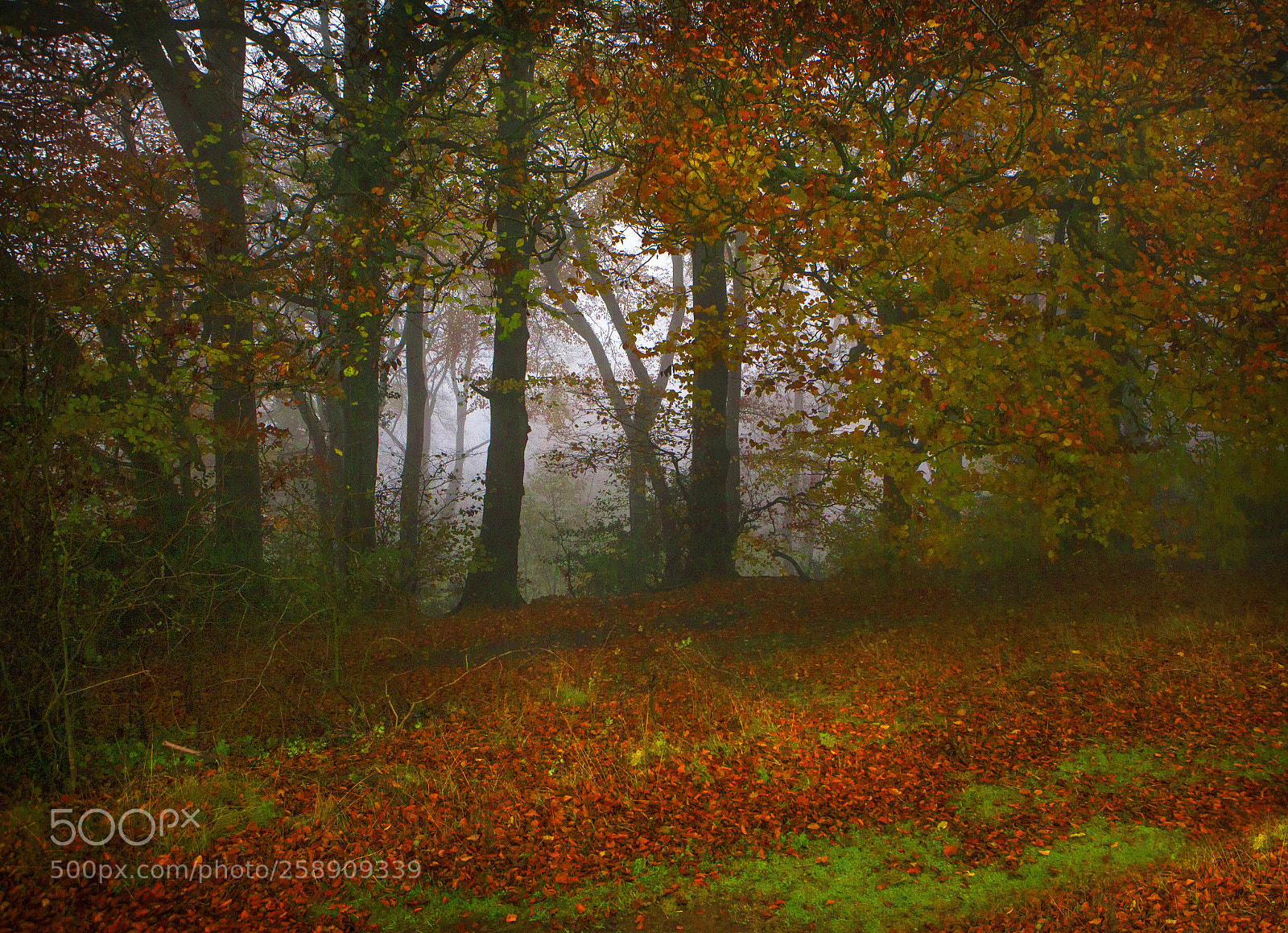 Canon EOS 5D Mark II sample photo. Red forest floor photography