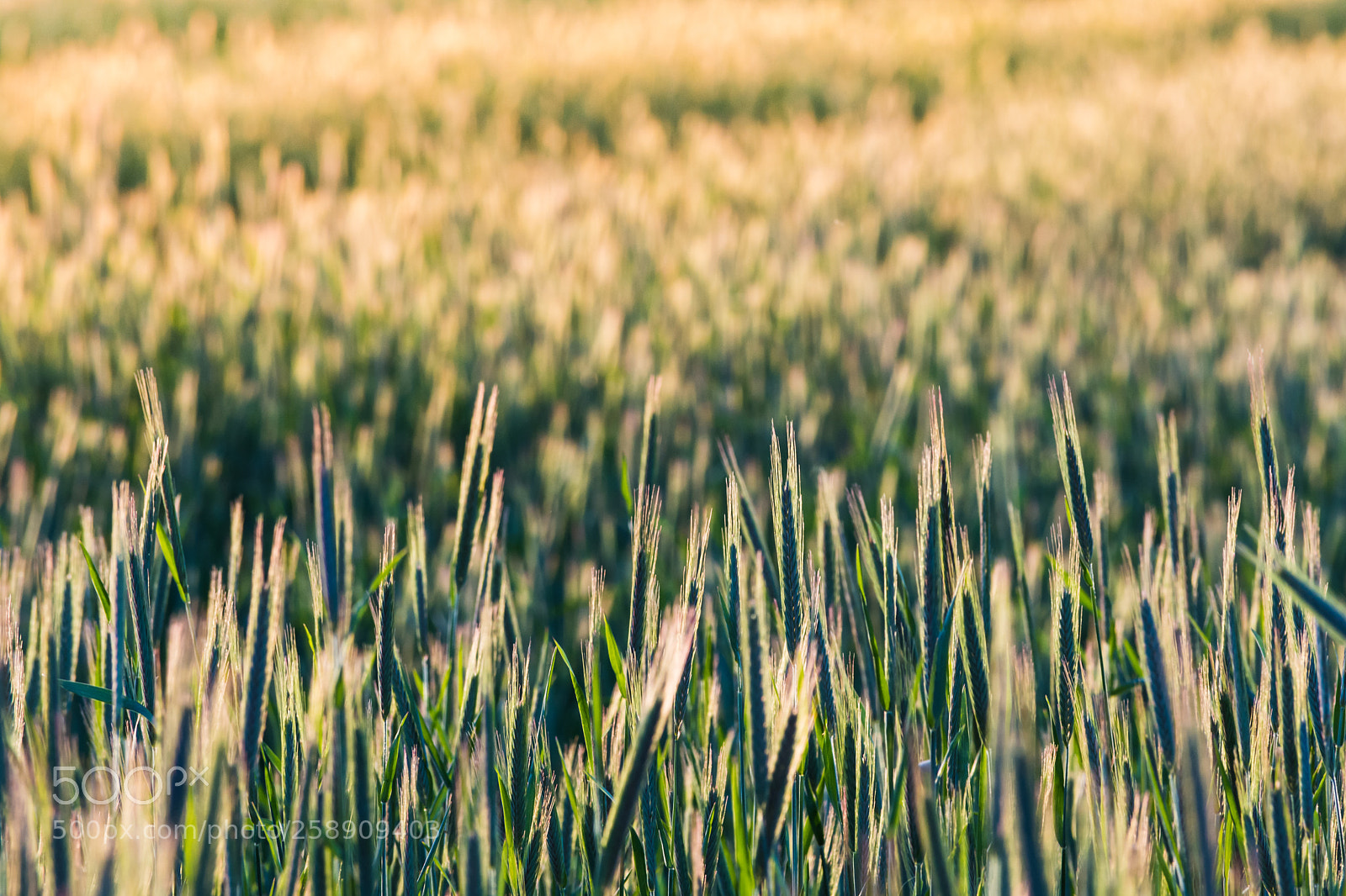 Nikon D7200 sample photo. Young field photography
