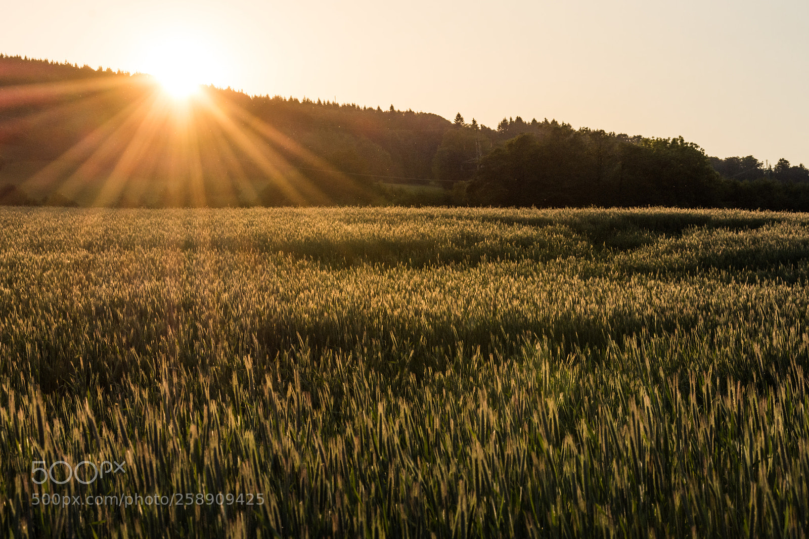 Nikon D7200 sample photo. Golden hour photography
