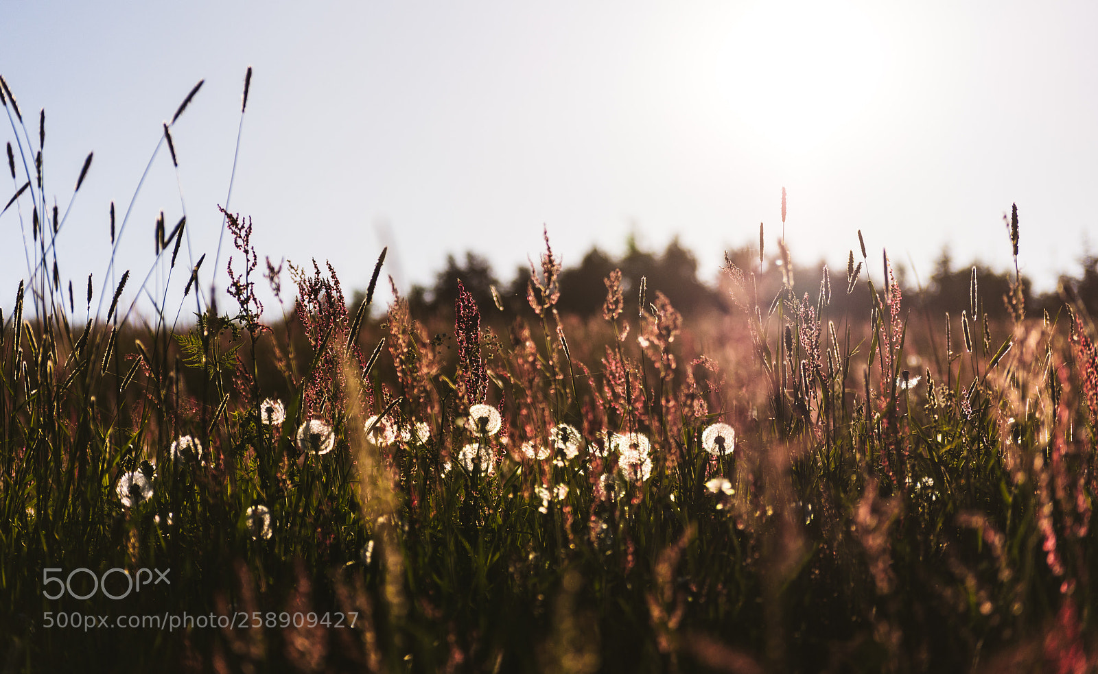 Nikon D7200 sample photo. Dandelions photography