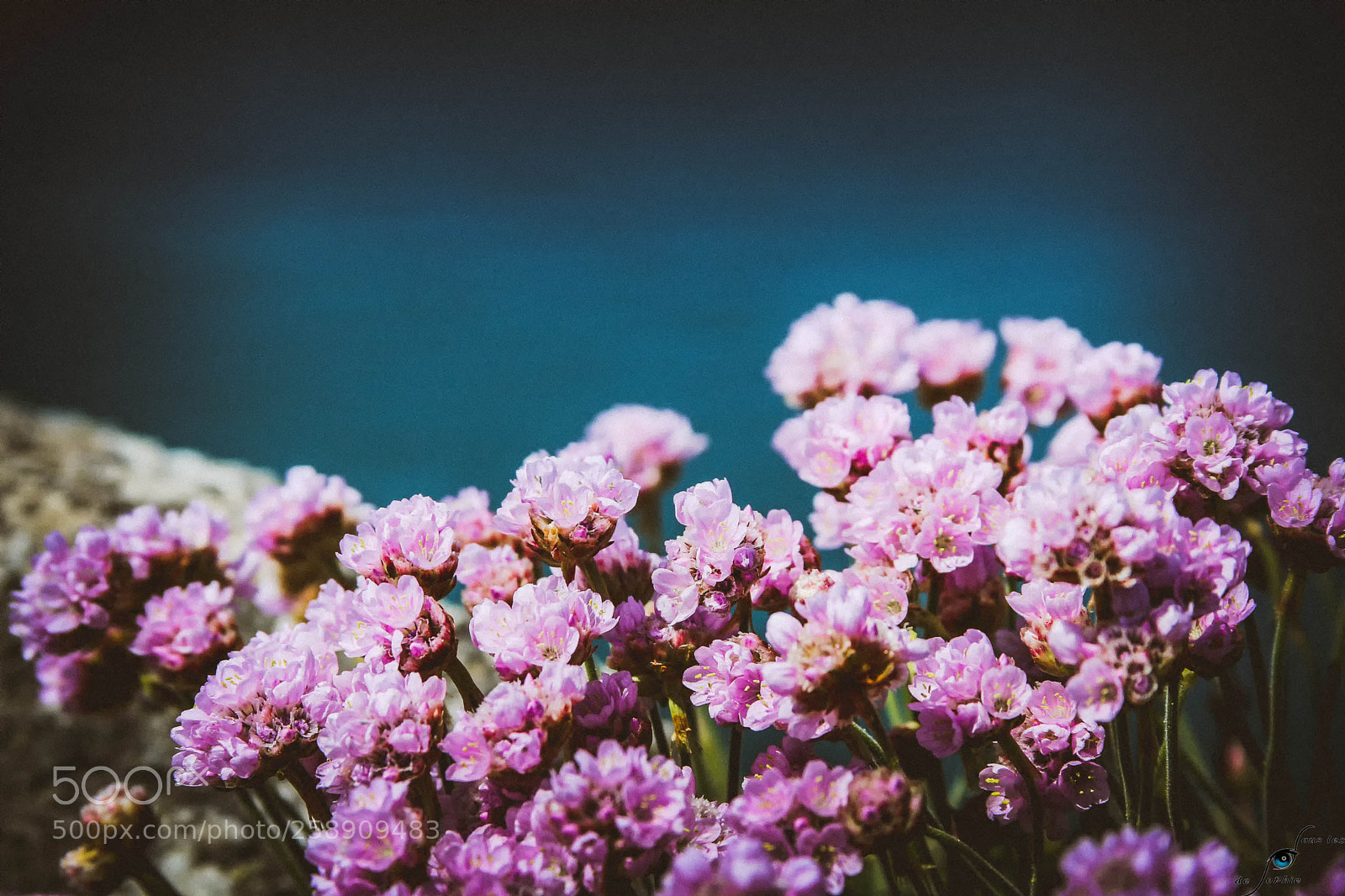 Canon EOS 70D sample photo. Rêverie de printemps photography