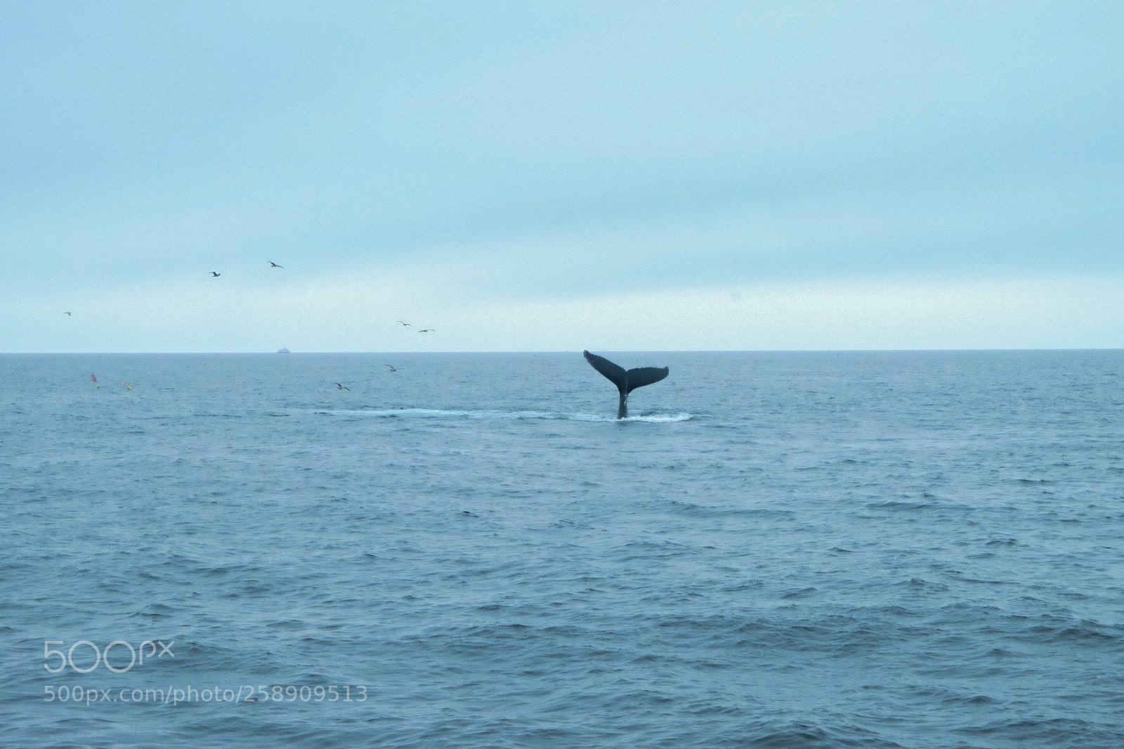 Fujifilm X-T10 sample photo. Iconic whale image photography