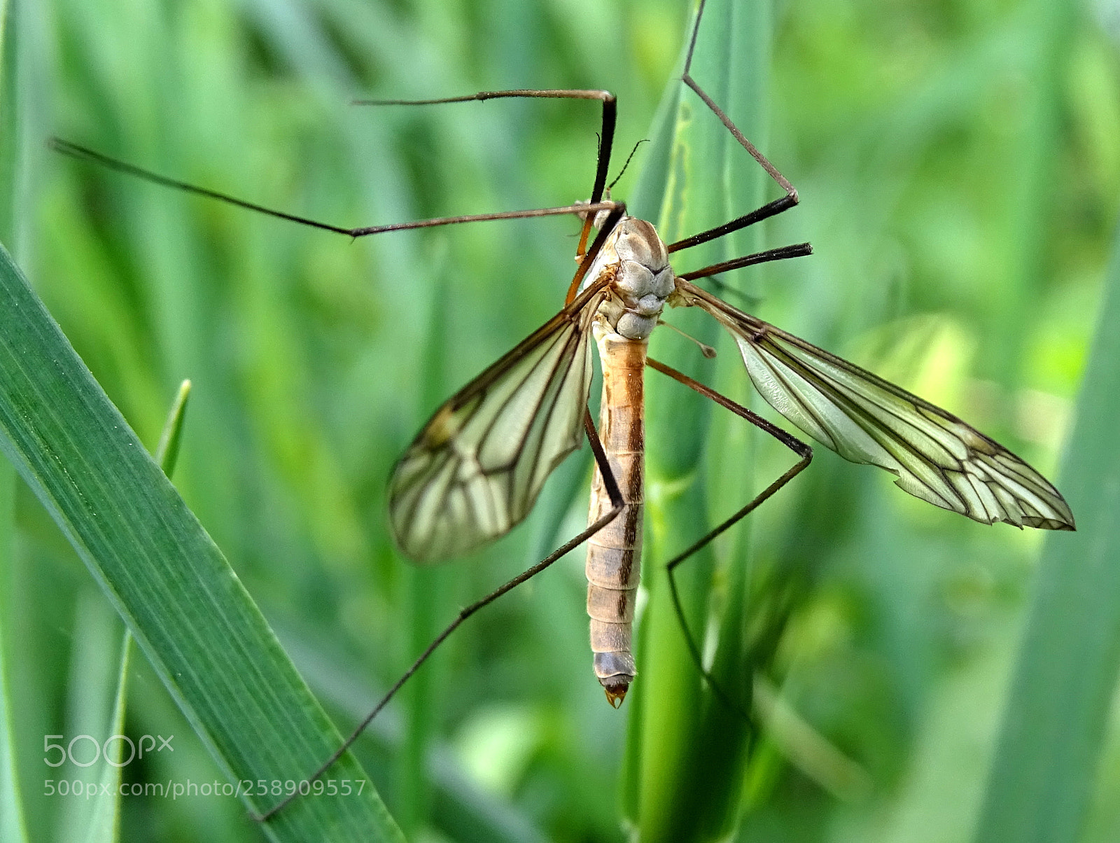 Sony Cyber-shot DSC-HX400V sample photo. Silent wings photography