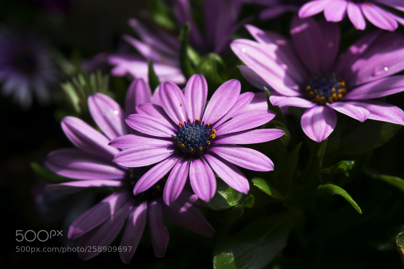 Sony a6000 sample photo. Osterospermum photography