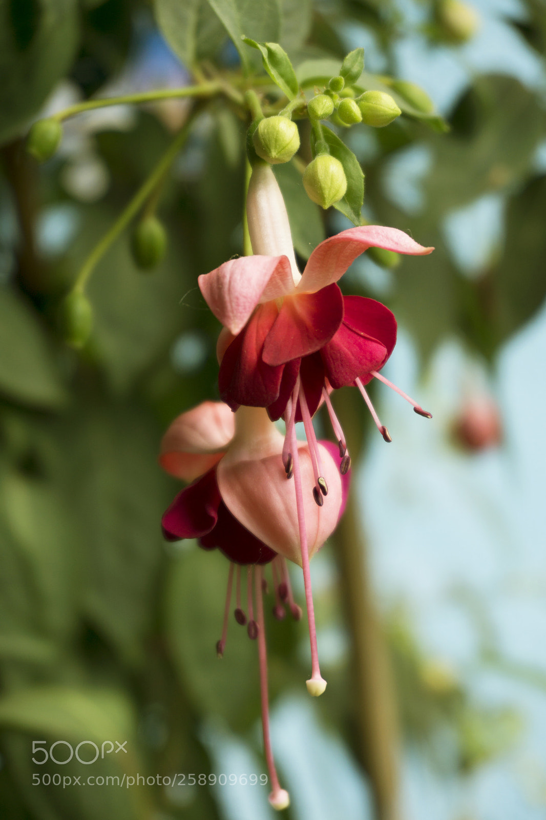 Sony a6000 sample photo. Fuchsia - paula jane photography