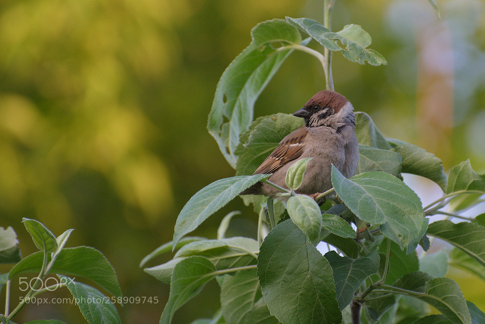 Nikon D750 sample photo. ... photography
