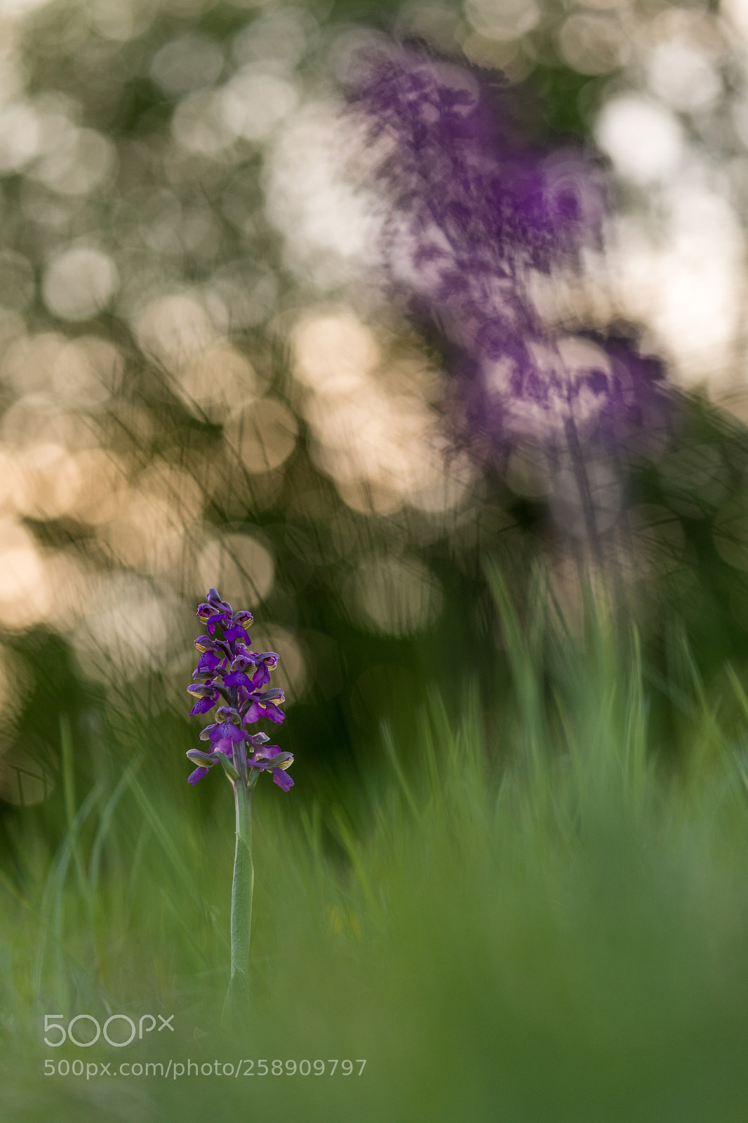 Canon EOS 5D Mark IV sample photo. Green-winged orchid in sunset photography