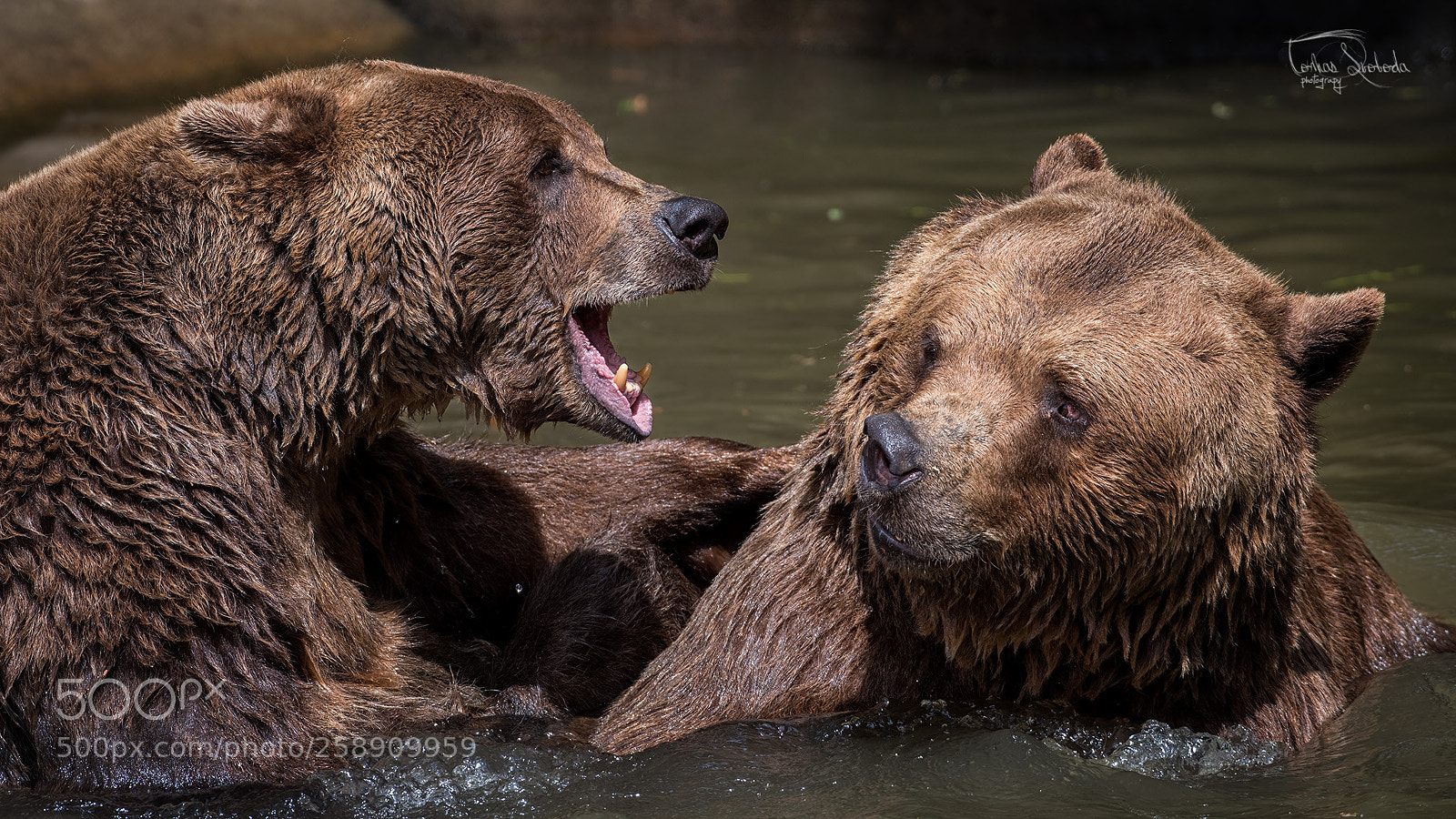 Nikon D750 sample photo. The brown bear ursus photography